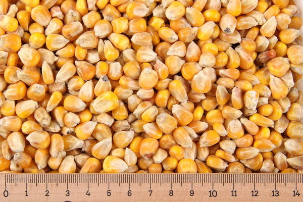 (0,51 Euro/kg) - 25 kg Mais - ganze Körner